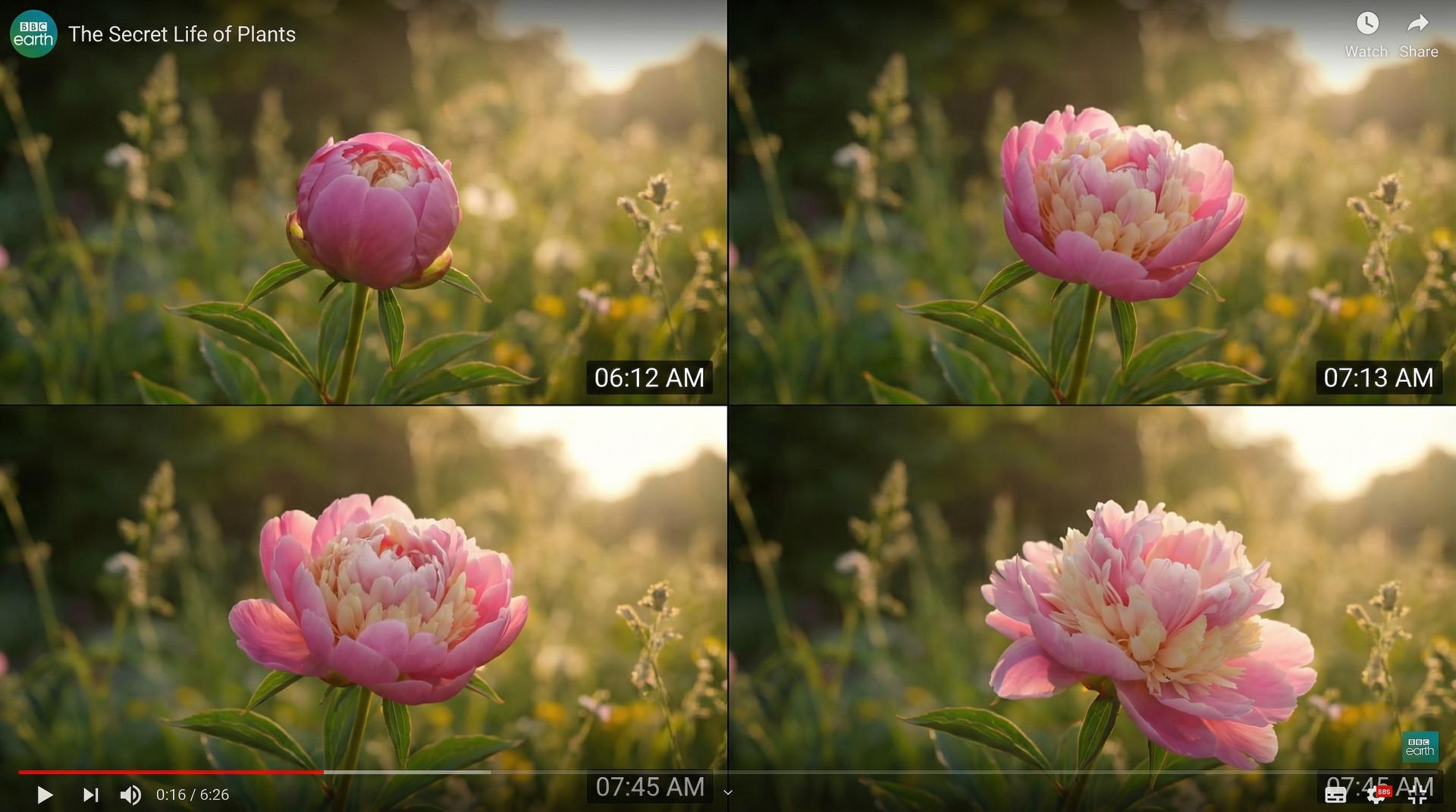 丝瓜视频植物视频